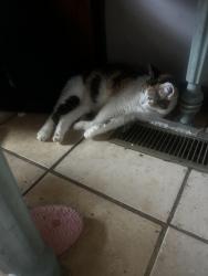 Lost Female Cat last seen Holy Trinity Catholic School, Wallace Park, Paola, KS 66071