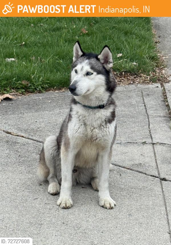 Found/Stray Male Dog last seen Fall Creek Parkway, Indianapolis, IN 46226