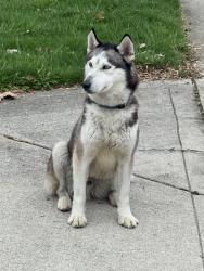 Found/Stray Male Dog last seen Fall Creek Parkway, Indianapolis, IN 46226