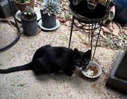 Found/Stray Unknown Cat last seen Berkman Drive and Briarcliff, Austin, TX 78723