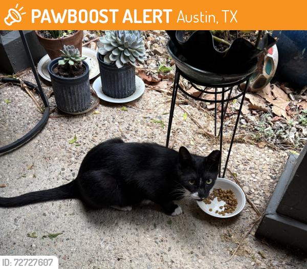 Found/Stray Unknown Cat last seen Berkman Drive and Briarcliff, Austin, TX 78723