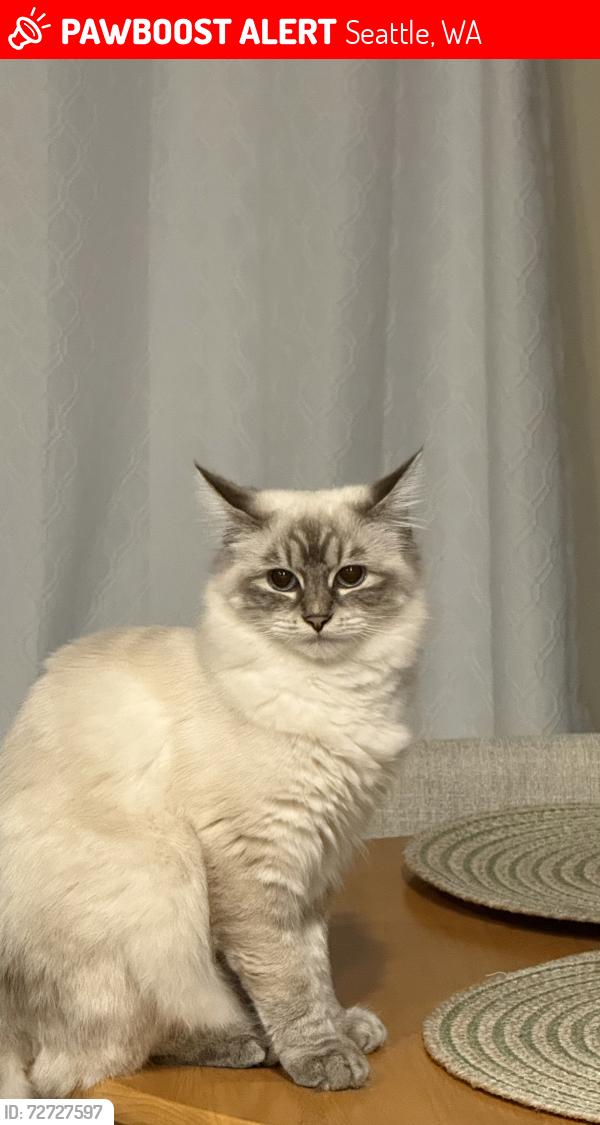 Lost Female Cat last seen NW 100th PL and NW Holman Road near QFC, Seattle, WA 98177