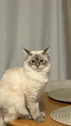 Lost Female Cat last seen NW 100th PL and NW Holman Road near QFC, Seattle, WA 98177