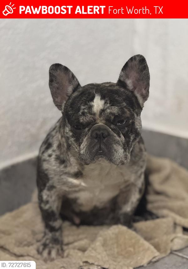 Lost Female Dog last seen Claremont , Fort Worth, TX 76103