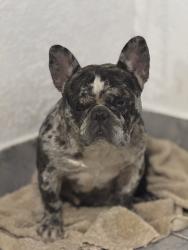 Lost Female Dog last seen Claremont , Fort Worth, TX 76103