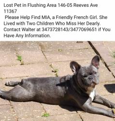 Lost Female Dog last seen Main st and reeves ave , Queens, NY 11367