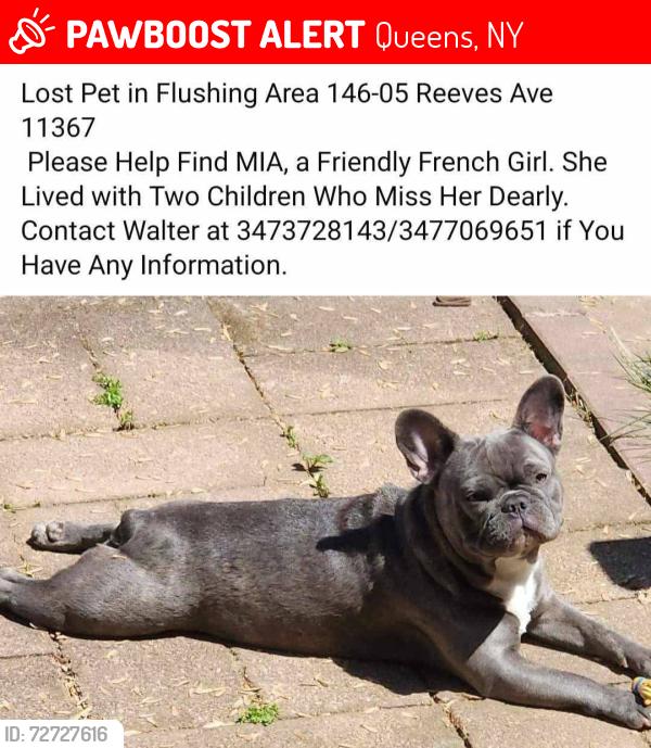 Lost Female Dog last seen Main st and reeves ave , Queens, NY 11367