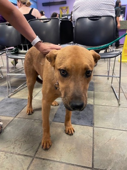 Shelter Stray Male Dog last seen El Paso, TX 79930, Fort Bliss, TX 79906