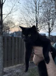 Lost Male Cat last seen Hazel dell and 191st, Noblesville, IN 46061