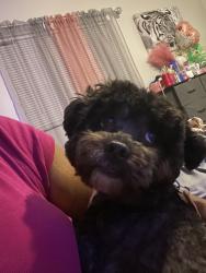 Lost Male Dog last seen Flint river / Taylor, Riverdale, GA 30274