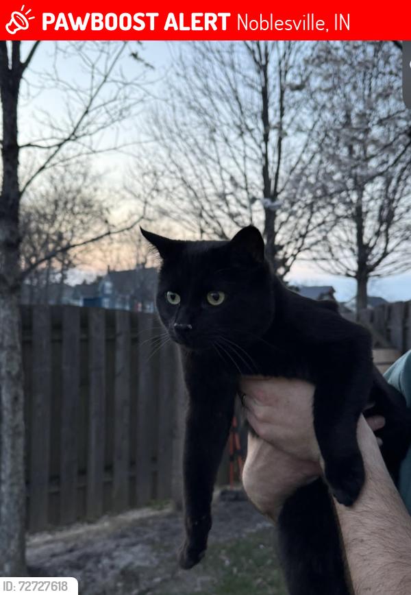 Lost Male Cat last seen Hazel dell and 191st, Noblesville, IN 46061