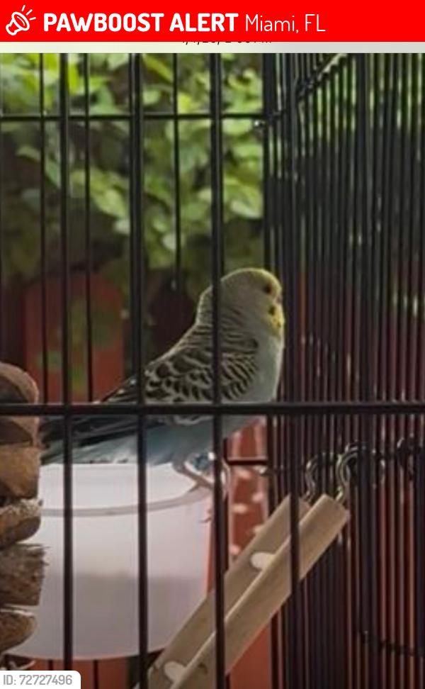 Lost Male Bird last seen Olympia Park on SW 152nd Ave. Miami, FL 33193, Miami, FL 33193