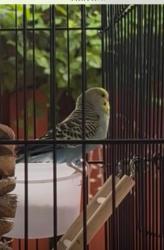 Lost Male Bird last seen Olympia Park on SW 152nd Ave. Miami, FL 33193, Miami, FL 33193