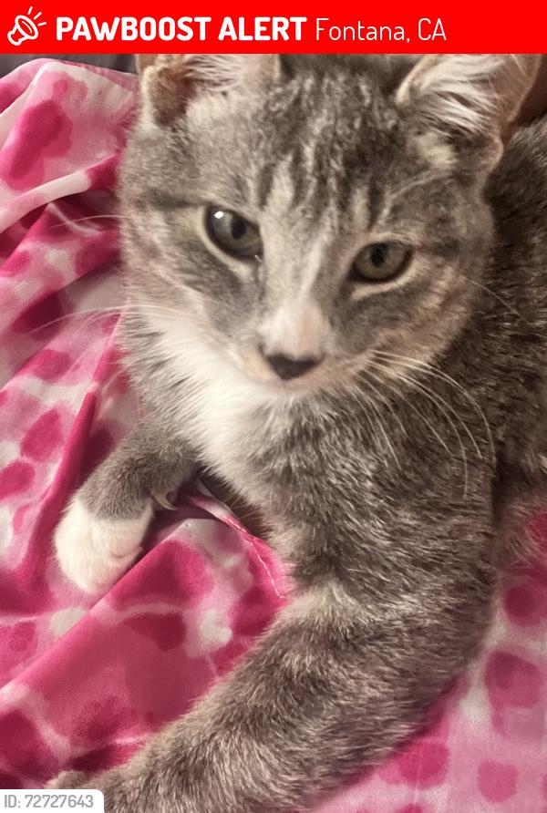Lost Male Cat last seen Cypress Ave , Fontana, CA 92337
