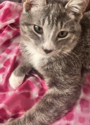Lost Male Cat last seen Cypress Ave , Fontana, CA 92337