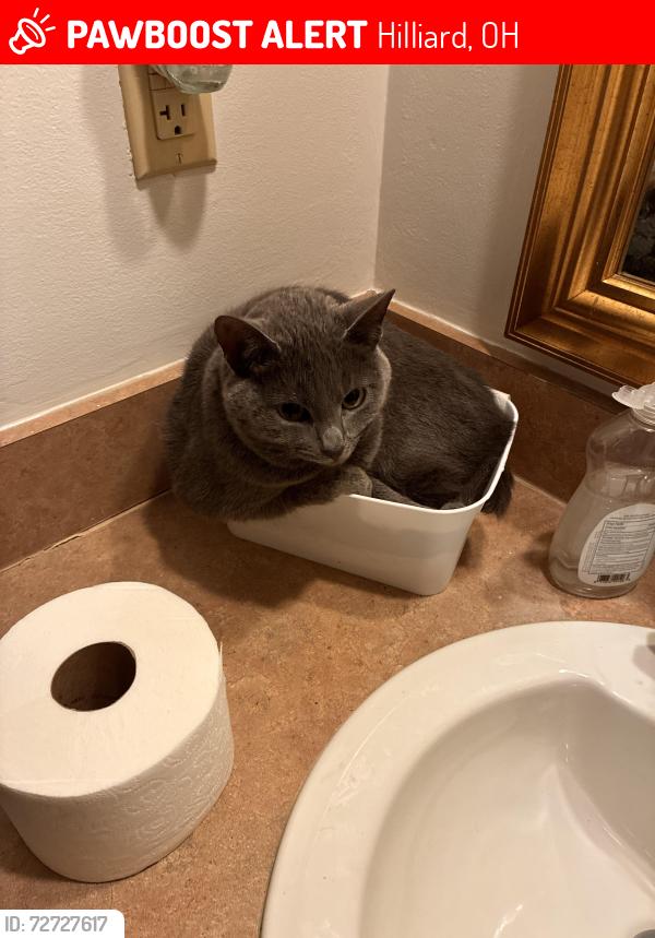 Lost Female Cat last seen Robert’s road , Hilliard, OH 43026
