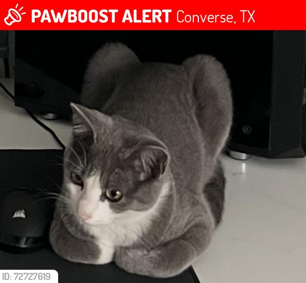 Lost Male Cat last seen Walzem Rd , Converse, TX 78109