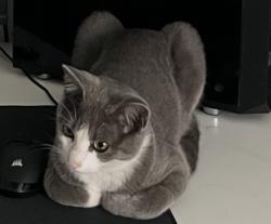 Lost Male Cat last seen Walzem Rd , Converse, TX 78109