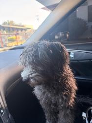 Lost Male Dog last seen 3rd and Rampart, Los Angeles, CA 90057