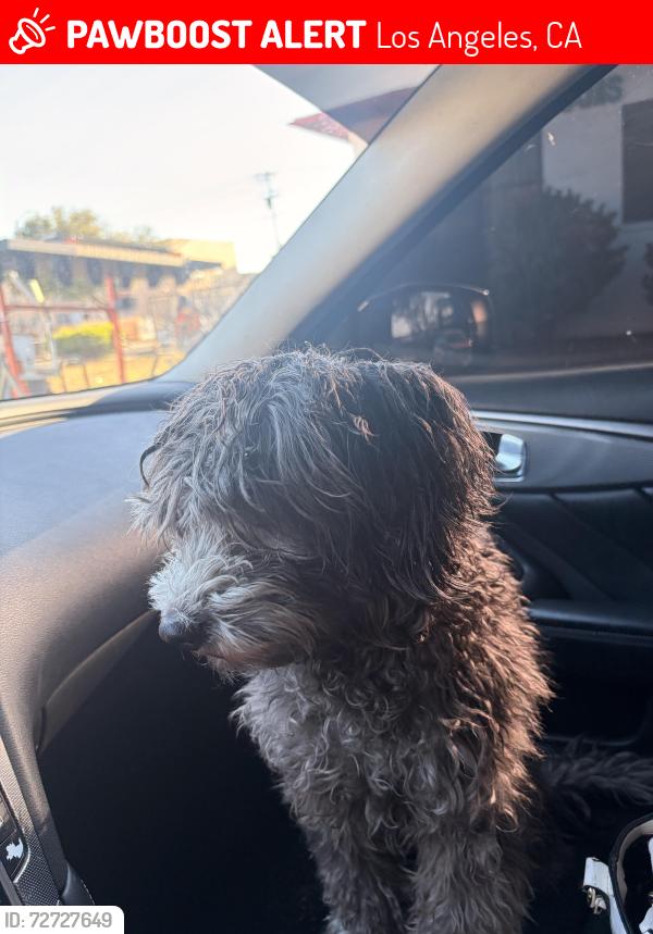 Lost Male Dog last seen 3rd and Rampart, Los Angeles, CA 90057