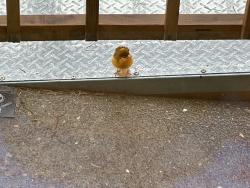 Found/Stray Unknown Bird last seen SE Main and SE 143rd, Portland, OR 97233
