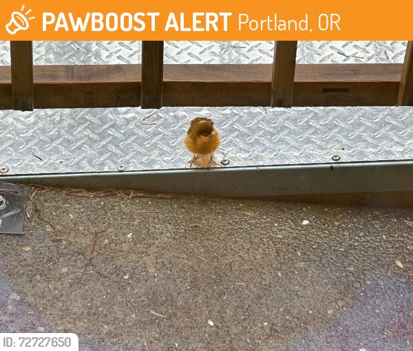Found/Stray Unknown Bird last seen SE Main and SE 143rd, Portland, OR 97233