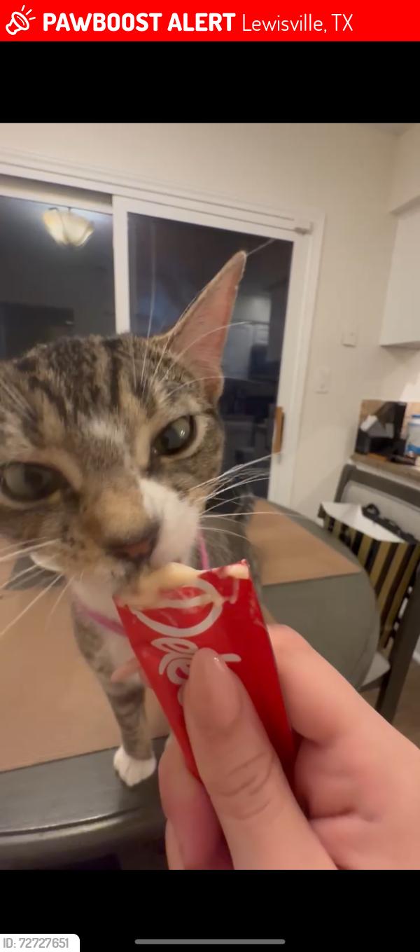 Lost Female Cat last seen Solway dr Lewisville Texas , Lewisville, TX 75067