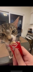 Lost Female Cat last seen Solway dr Lewisville Texas , Lewisville, TX 75067