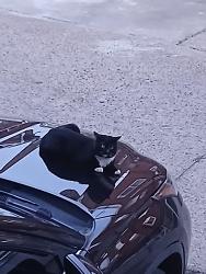 Found/Stray Unknown Cat last seen Large & Magee, Philadelphia, PA 19149