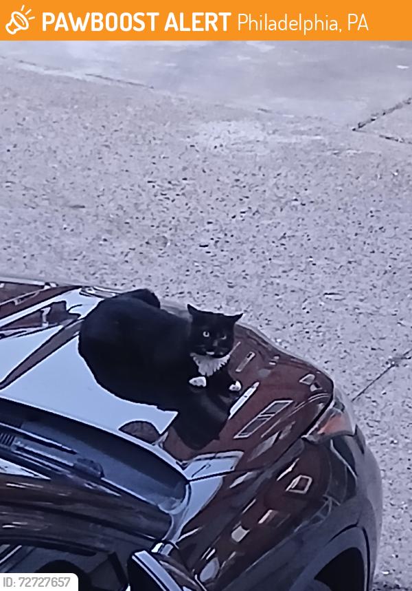 Found/Stray Unknown Cat last seen Large & Magee, Philadelphia, PA 19149
