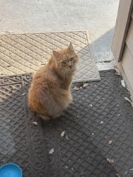 Found/Stray Unknown Cat last seen Oak mountain and lake crystal , Copperfield Northmead Village, TX 77095