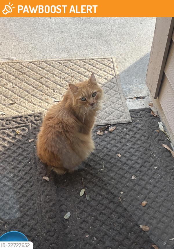 Found/Stray Unknown Cat last seen Oak mountain and lake crystal , Copperfield Northmead Village, TX 77095