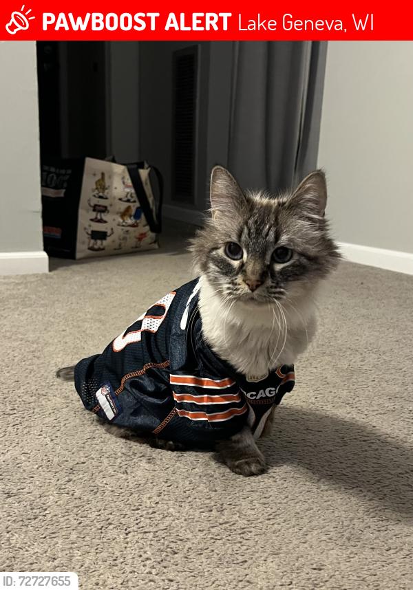 Lost Male Cat last seen Southwind Prairie Dr, Lake Geneva, WI 53147
