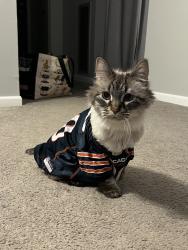 Lost Male Cat last seen Southwind Prairie Dr, Lake Geneva, WI 53147