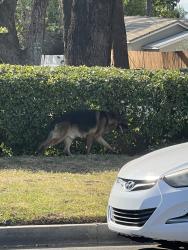 Found/Stray Unknown Dog last seen on vaelncia by the starbucks and gas station, San Bernardino, CA 92404