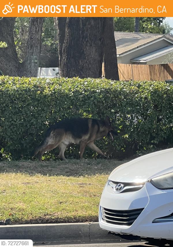 Found/Stray Unknown Dog last seen on vaelncia by the starbucks and gas station, San Bernardino, CA 92404