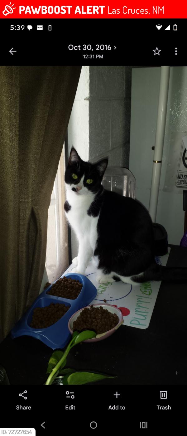 Lost Female Cat last seen Tellbrook and Tellbrook Ct , Las Cruces, NM 88011