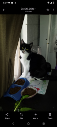 Lost Female Cat last seen Tellbrook and Tellbrook Ct , Las Cruces, NM 88011