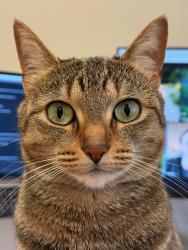 Lost Female Cat last seen St Clair St & Texas St, Bellingham, WA 98229