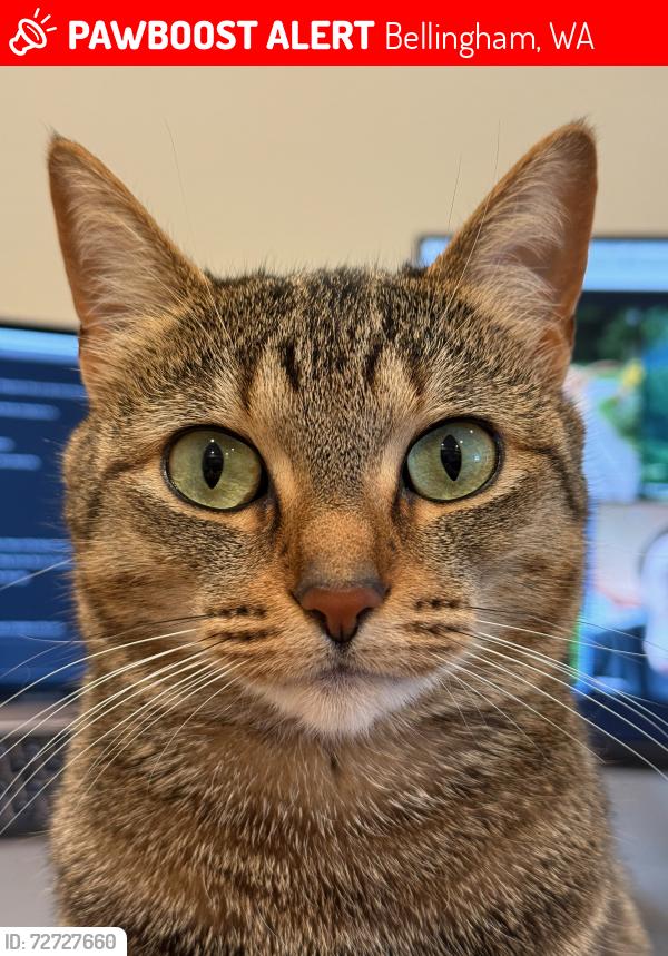 Lost Female Cat last seen St Clair St & Texas St, Bellingham, WA 98229