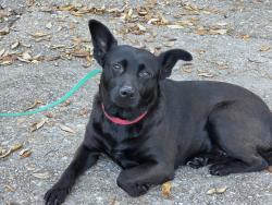 Found/Stray Female Dog last seen Tonawanda and Mobile Hwy, Myrtle Grove, FL 32506