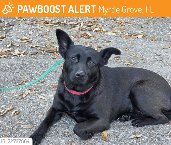 Found/Stray Female Dog last seen Tonawanda and Mobile Hwy, Myrtle Grove, FL 32506