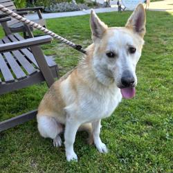 Found/Stray Male Dog last seen Near Lemon Ave, Long Beach, CA 90813, Long Beach, CA 90813