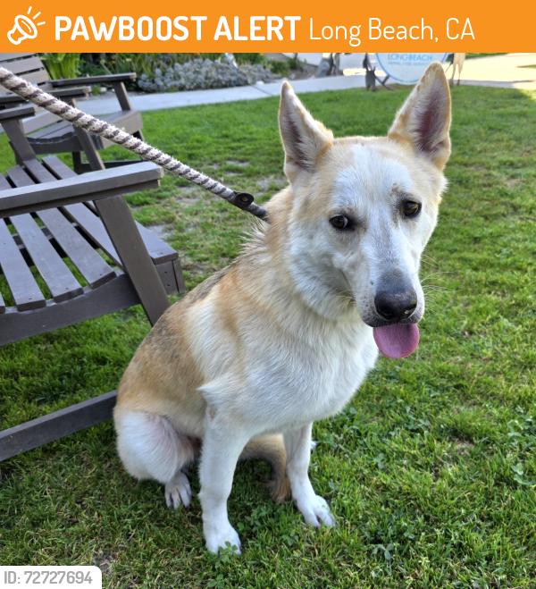Found/Stray Male Dog last seen Near Lemon Ave, Long Beach, CA 90813, Long Beach, CA 90813