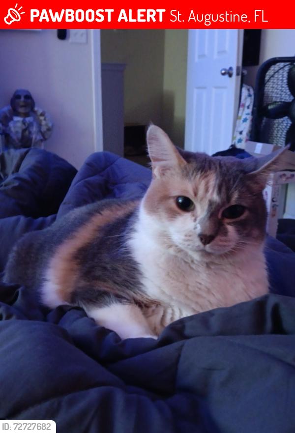 Lost Female Cat last seen Lee street and Ervin street, St. Augustine, FL 32084