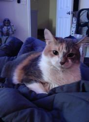 Lost Female Cat last seen Lee street and Ervin street, St. Augustine, FL 32084