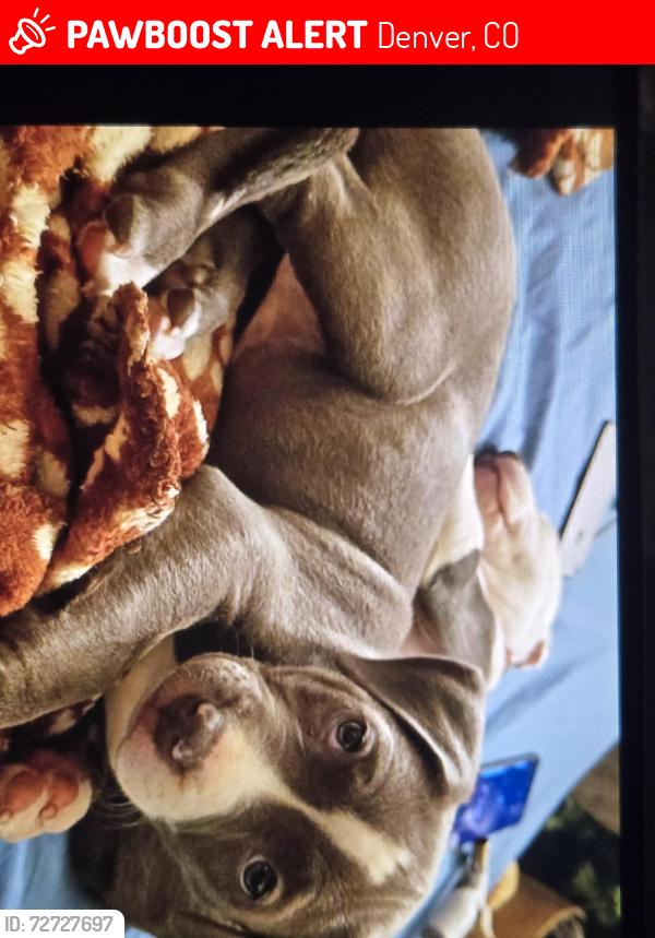 Lost Female Dog last seen Colfax and sheridan, Denver, CO 80204