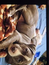 Lost Female Dog last seen Colfax and sheridan , Denver, CO 80204