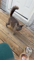 Lost Male Cat last seen Isenhour park road , Taylorsville, NC 28681