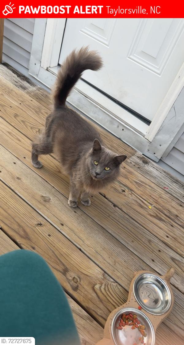 Lost Male Cat last seen Isenhour park road , Taylorsville, NC 28681